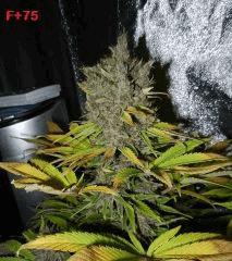 F 75 Bud
