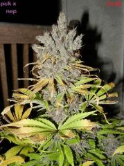 F 78 Cut
