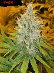 F 54