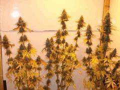 Jack herer