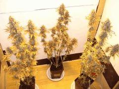 jack herer 2