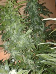 Super skunk 1