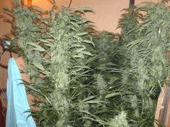 Super skunk 2