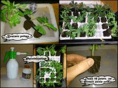 bouturage 3 anot