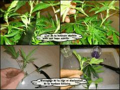 bouturage 1 anot
