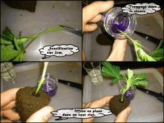 bouturage 2 anot