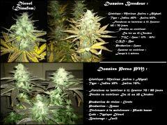 Fiche Diesel