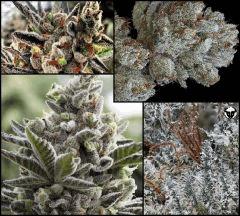 Scoot's OG