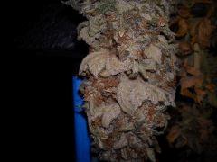 Bud Gws