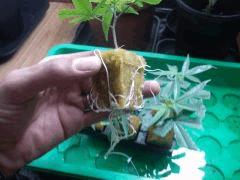 3D seule