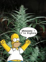 Whouuhouu!