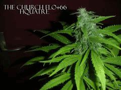 TheChurch
