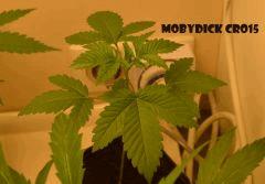 MobyDick Cro+15