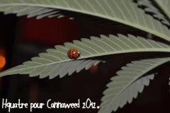 LaGardienne!