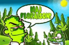 MAJ FLO