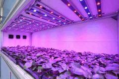 LED Horticulture 1