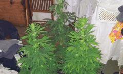 AK 48 et Black jack