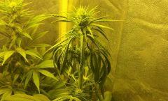 Black jack