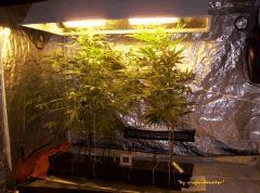 Nl5 bloom + 54 j (5)