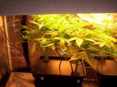 Nl5 afghan