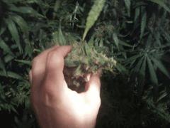 Nl5  / afghan (11)