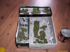 multi strain skunk satori Ash" nyc somango/ narango test line alchimia" (2)
