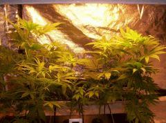 nl5 x afghan / ice