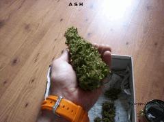 Ash (2)" greenhouse  "