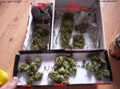 multi strain skunk /satori/ Ash/ " nyc somango/ narango test line alchimia" (5)