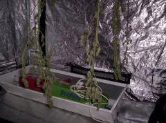 Nl5/afghan Cut Flo + 72j (3)