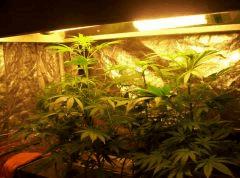 nl5 x afghan / ice