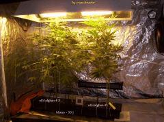 Nl5 bloom + 52j (3)