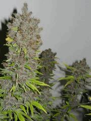 6 PCK NEP