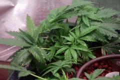pied0505 006