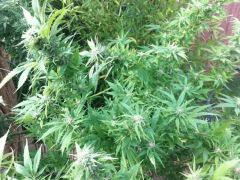 IMG 1001 resize