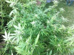 IMG 1004 resize