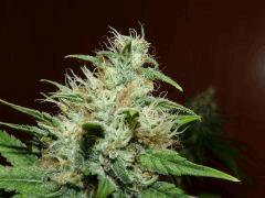 Crimea Blue   Flo +40 (3)