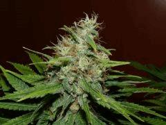 Crimea Blue   Flo +40 (5)