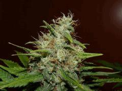 Crimea Blue   Flo +40 (7)