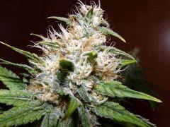 Crimea Blue   Flo +40 (2)