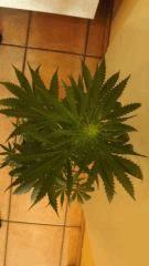 DSCF1579