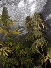DSCF1898 (Copier)