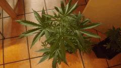 DSCF1569