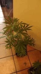 DSCF1570