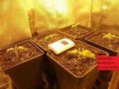 WHITE SKUNK 5POT