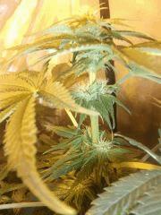 les bud