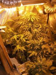 DSCF4506