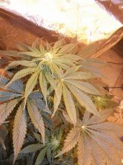 white skunk Flo  20