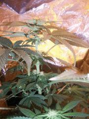 white skunk Flo 20