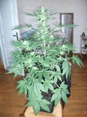 DSCF4402